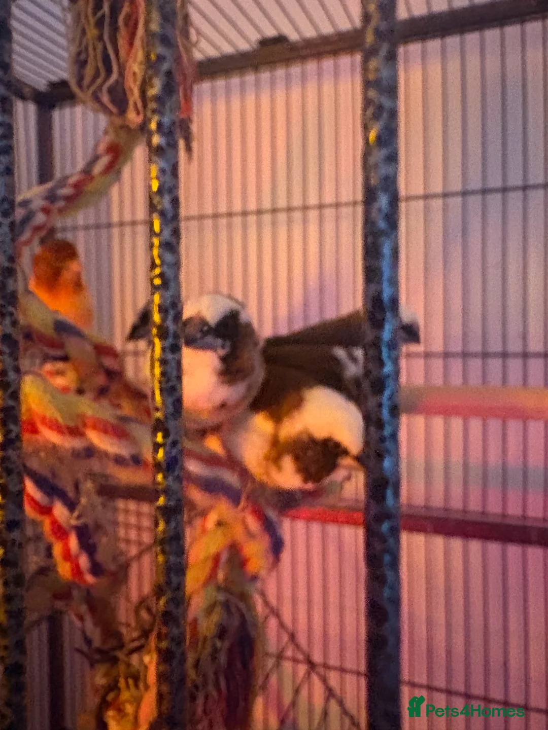Finches birds for sale: 5 finches and 1 Canary  - Advert 2