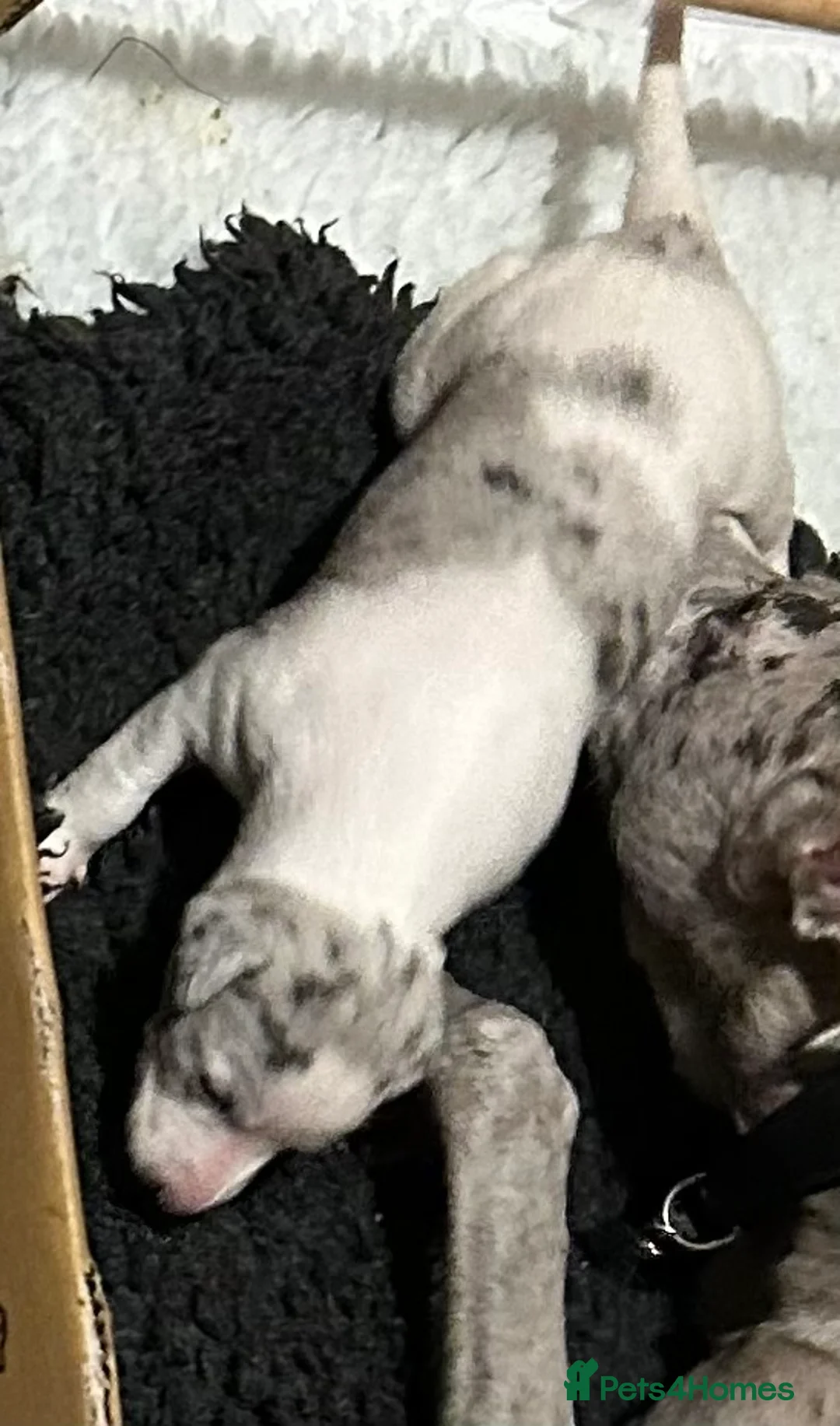 Whippet dogs for sale: Whippet lurcher pups - Advert 5