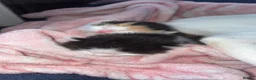 Mixed Breed cats for sale: 3 beautiful kittens  - Advert 6