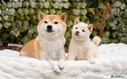 Japanese Shiba Inu dogs for sale: Beautiful Cream Shiba Inu boy for sale  - Image 28