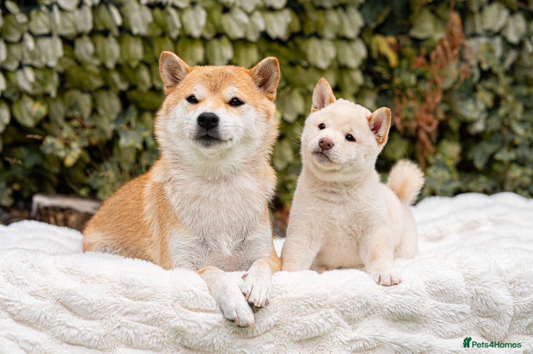 Japanese Shiba Inu dogs for sale: Beautiful Cream Shiba Inu boy for sale  - Image 28