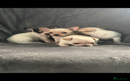 Chihuahua dogs for sale: Chihuahua puppy’s  - Image 12