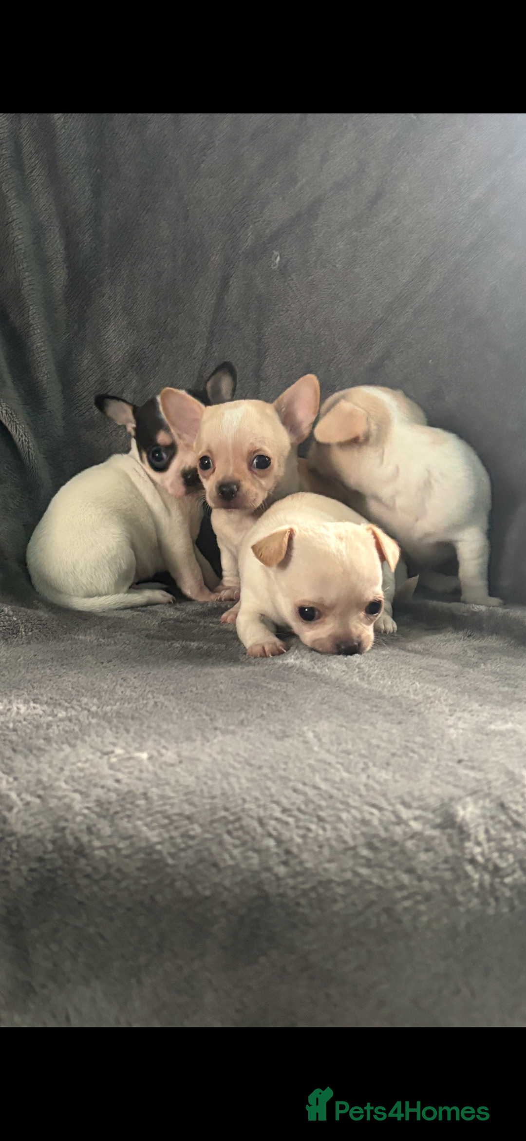 Chihuahua dogs for sale: Chihuahua puppy’s  - Image 12