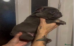 French Bulldog dogs for sale: Top Quality Frenchie Pups - Image 4