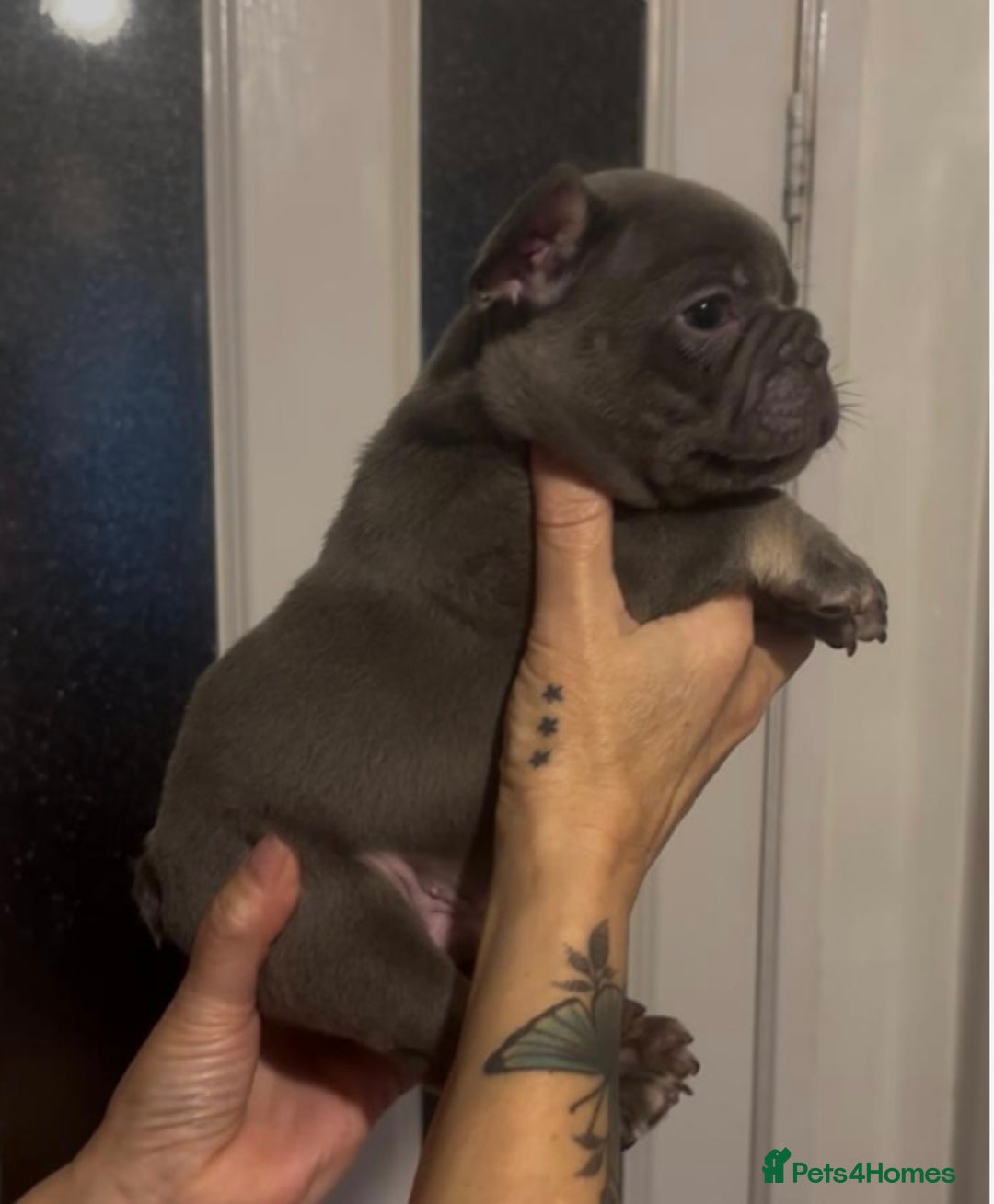 French Bulldog dogs for sale: Top Quality Frenchie Pups - Image 4