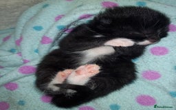 Mixed Breed cats for sale: 4 Beautiful Kittens - Image 4