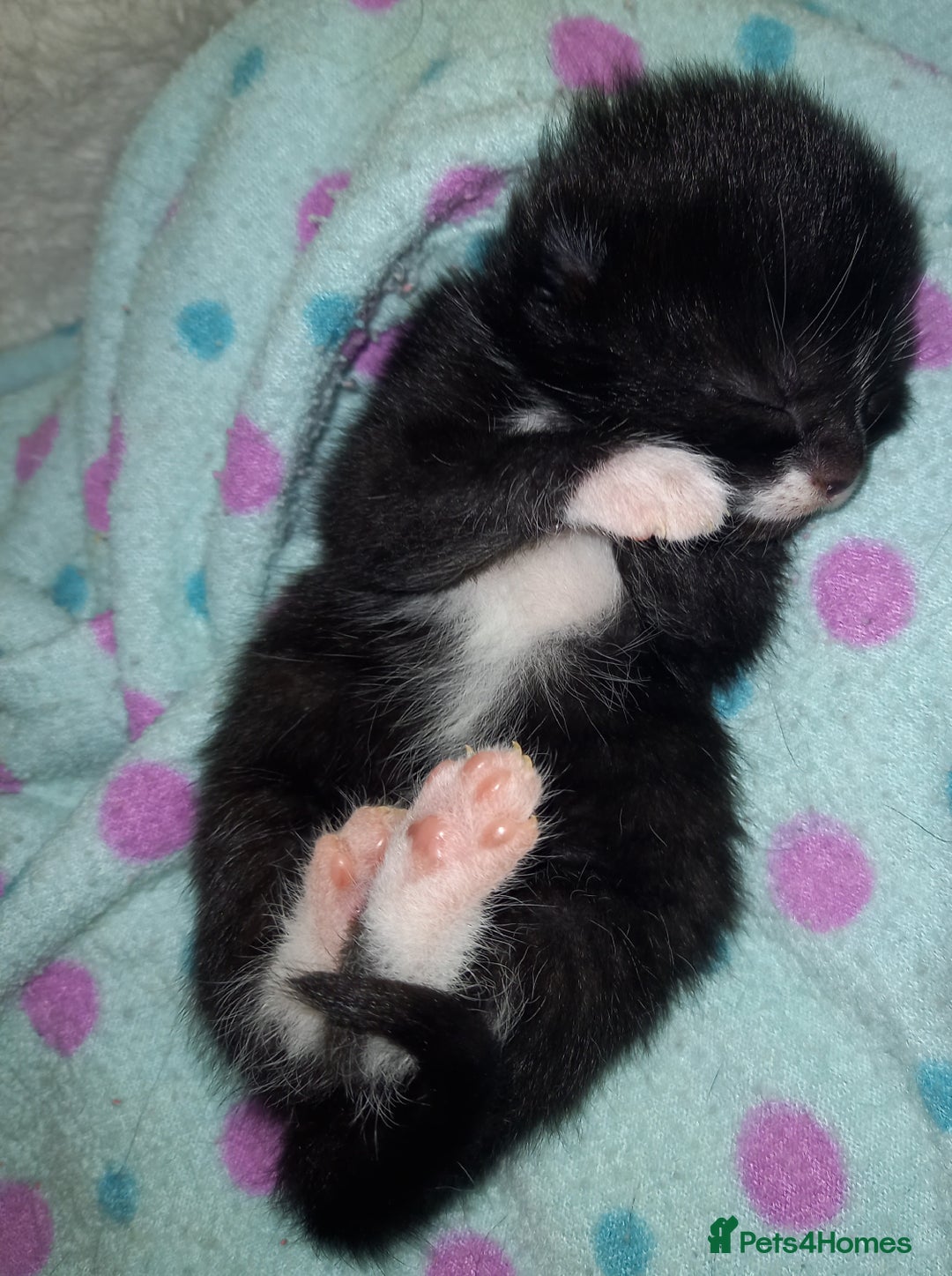 Mixed Breed cats for sale: 4 Beautiful Kittens - Image 4