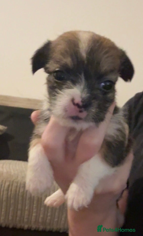 Mixed Breed dogs  Shih Tzu  - Advert 6