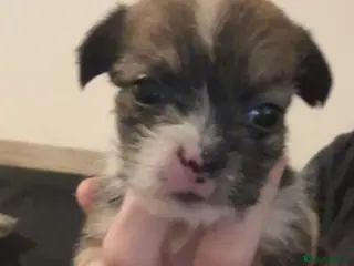 Mixed Breed dogs Shih Tzu - Advert 10