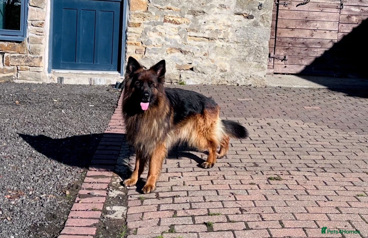 German Shepherd dogs Beautiful KC Reg puppies for sale  - Advert 2