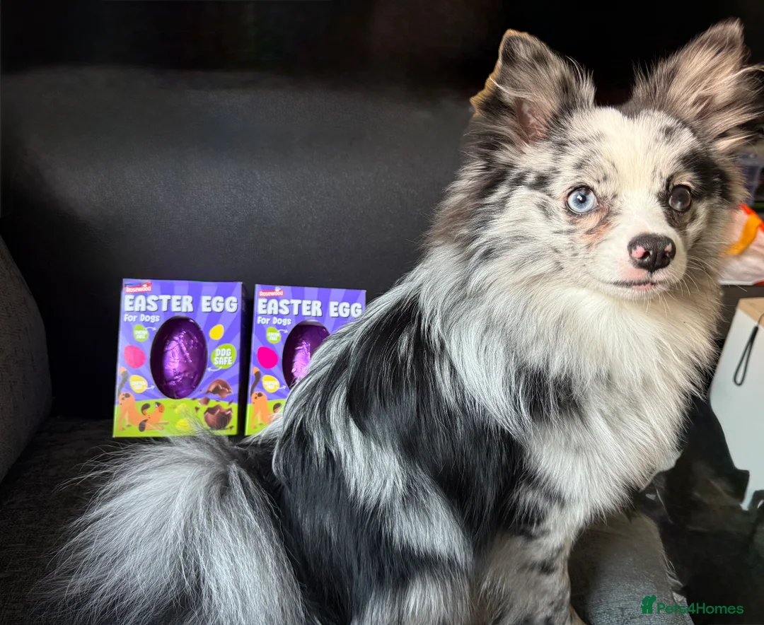 Pomchi dogs for sale: Pomchi for Sale - Advert 1