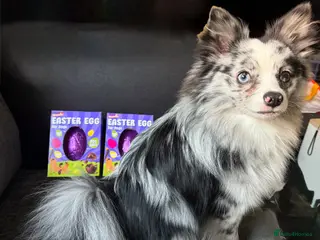 Pomchi dogs Pomchi for Sale - Advert 1