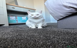 Mixed Breed cats for sale: Female White Cat  - Image 3