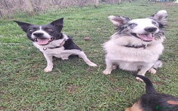 Border Collie dogs for stud: Black and white border collie for stud - Image 9