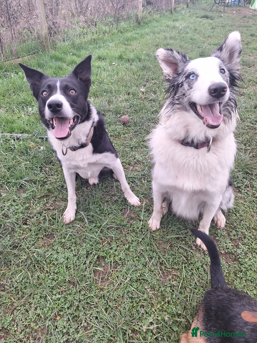Border Collie dogs for stud: Black and white border collie for stud - Image 9