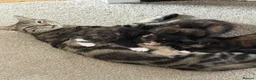 Mixed Breed cats for sale: Kittens  in Dewsbury - Advert 9