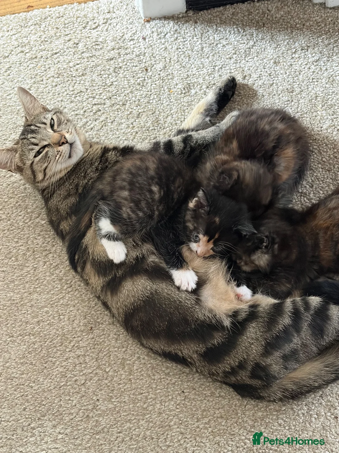 Mixed Breed cats for sale: Kittens  in Dewsbury - Advert 9