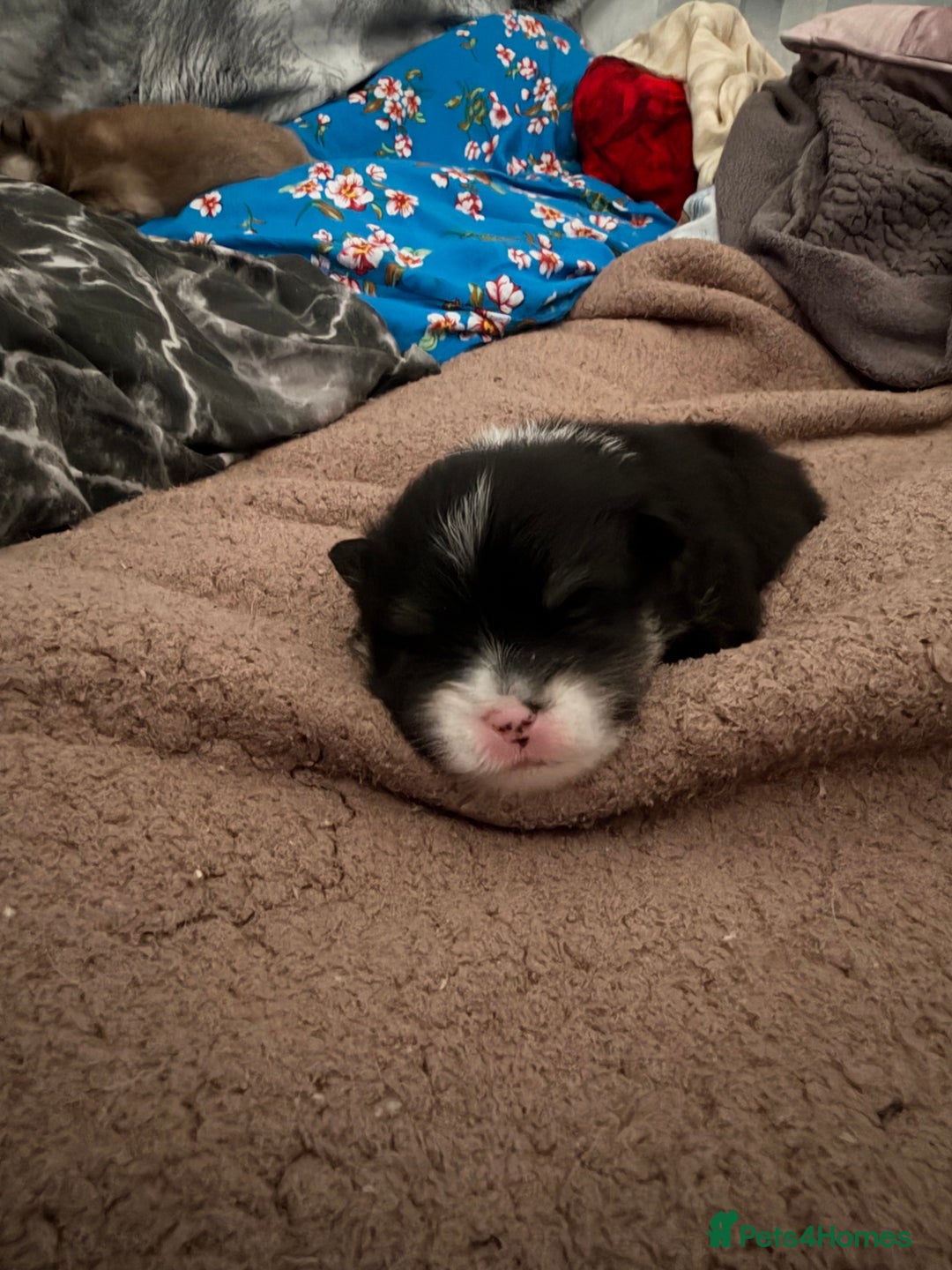 Pomeranian dogs for sale: EXTRA SMALL POMERANIAN PUPPIES  - Advert 28