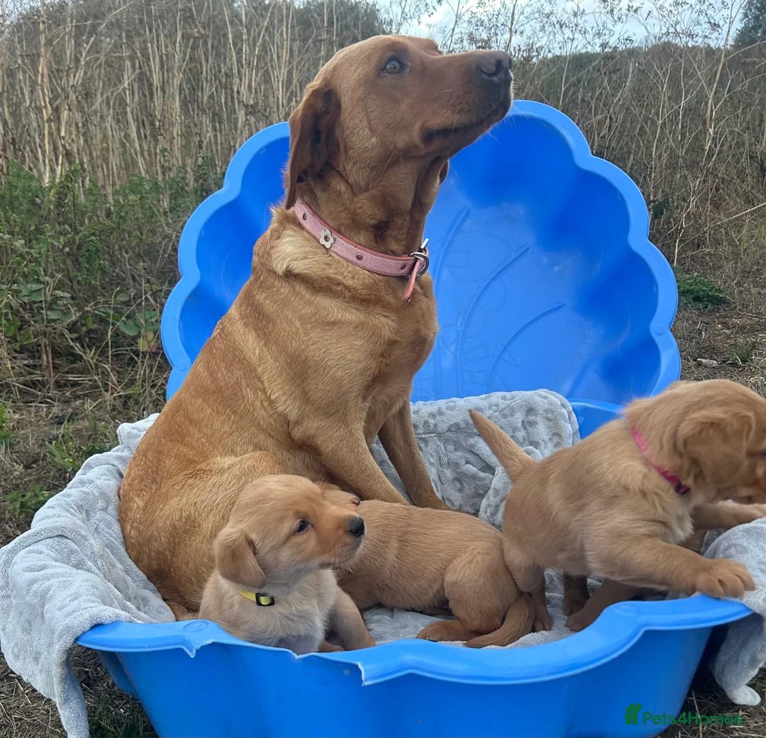Goldador dogs for sale: Labrador retriever puppies  - Advert 12
