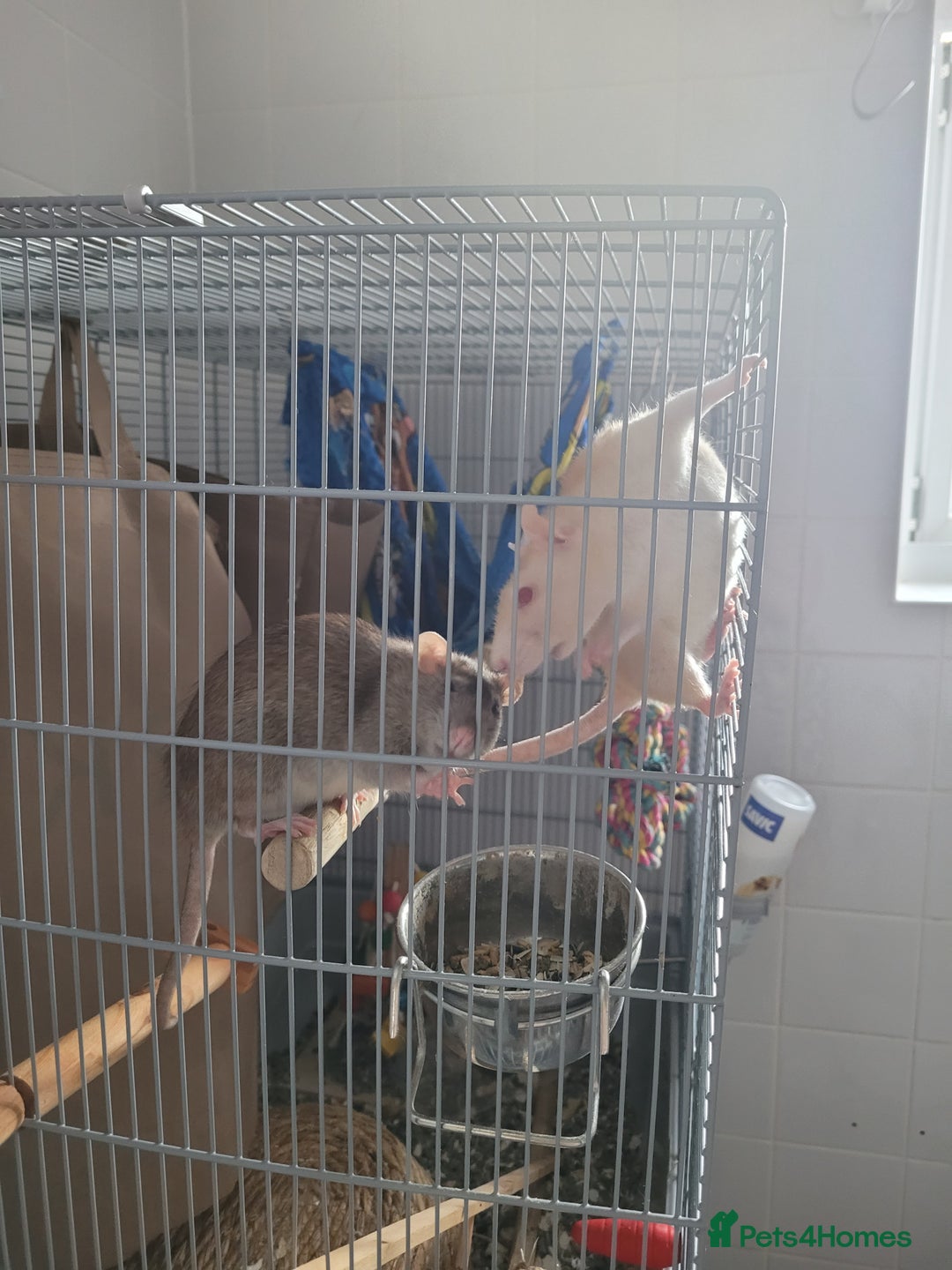 Rat rodents for sale: 2 beautiful friendly rats and Large cage - Image 3
