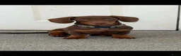 Miniature Dachshund dogs for stud: chocolate boy carries fluffy gene for stud  - Advert 13