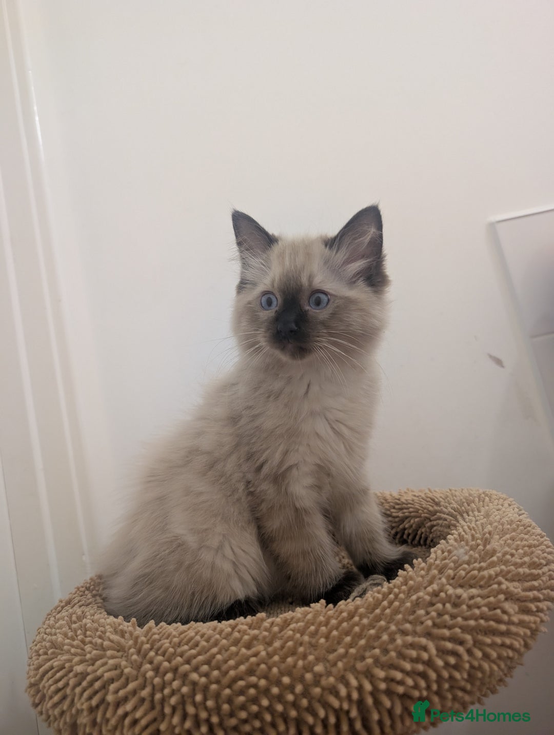Ragdoll cats for sale: Absolutely gorgeous mink seal ragdoll for sale  - Image 8