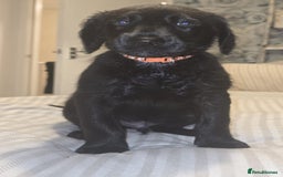 Labradoodle dogs for sale: ☆Ready to leave☆ CHUNKY PUPPIES ☆ - Advert 13