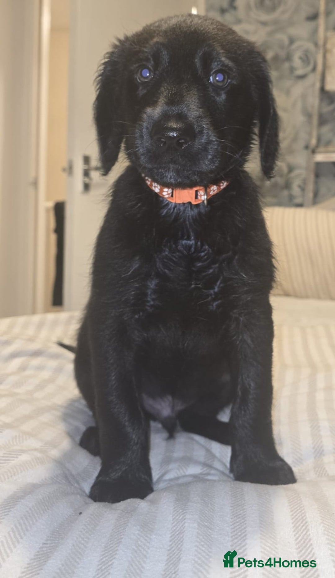 Labradoodle dogs for sale: ☆Ready to leave☆ CHUNKY PUPPIES ☆ - Advert 13