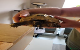 Tortoise reptiles for sale: Horsefield Tortoise - Image 2