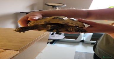 Tortoise reptiles - Advert 11