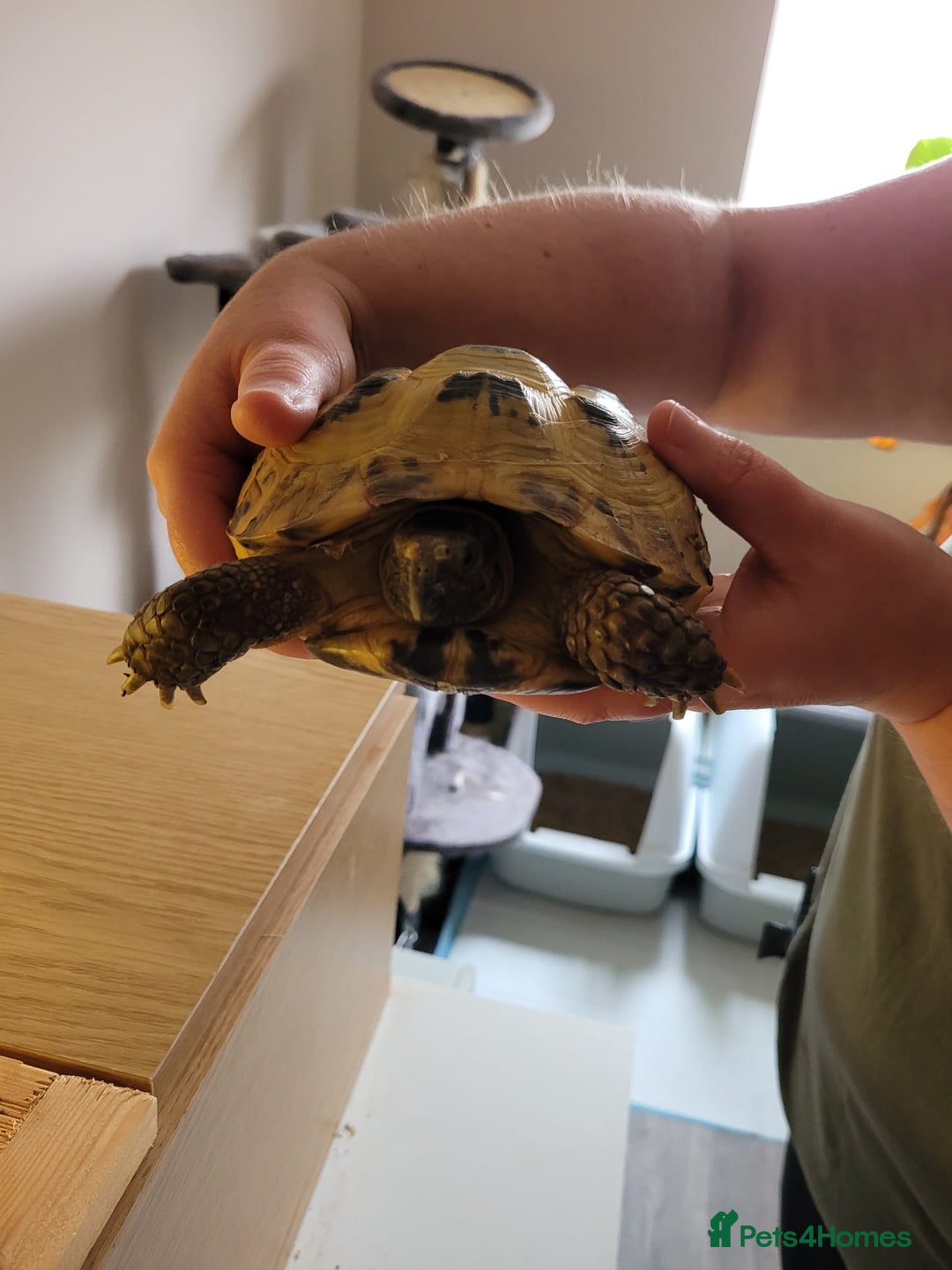 Tortoise reptiles for sale: Horsefield Tortoise - Image 2