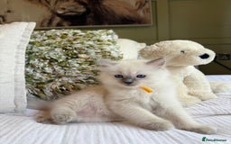Ragdoll cats for sale: True to type, pure Ragdolls Kittesn - Image 3