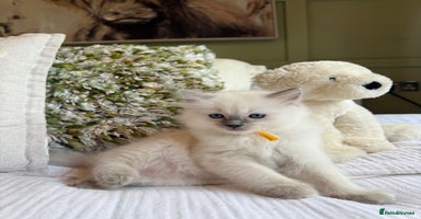 Ragdoll cats - Advert 3