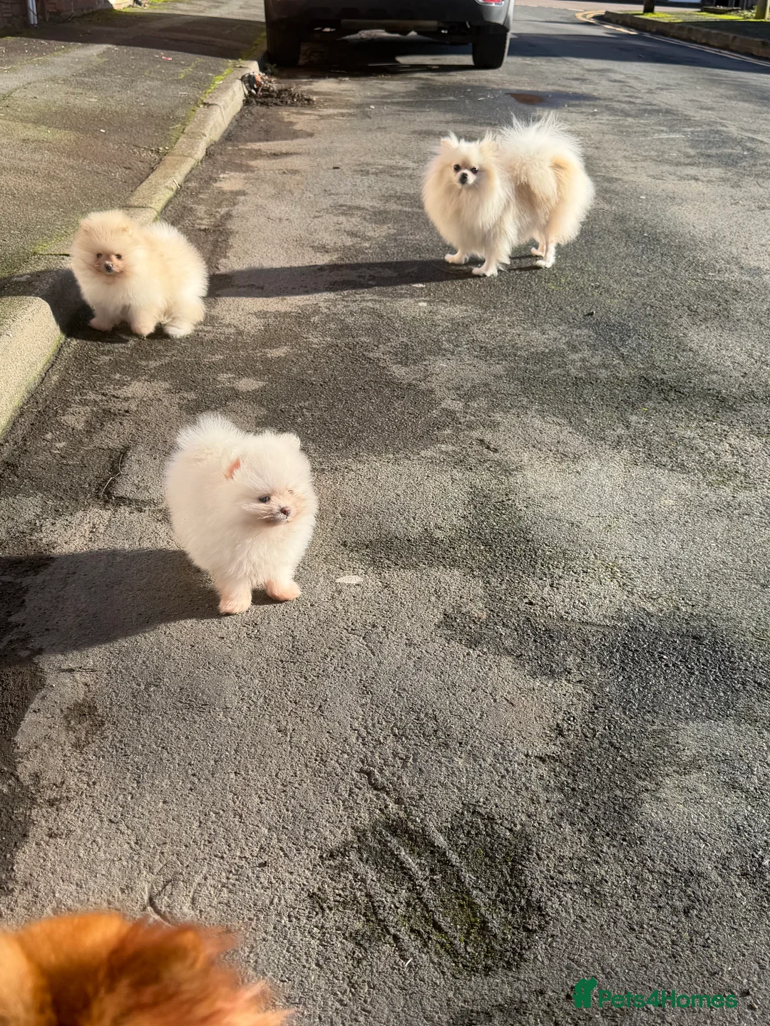 Pomeranian dogs for sale: Beautiful Purebred Pomeranian Puppies - Advert 13