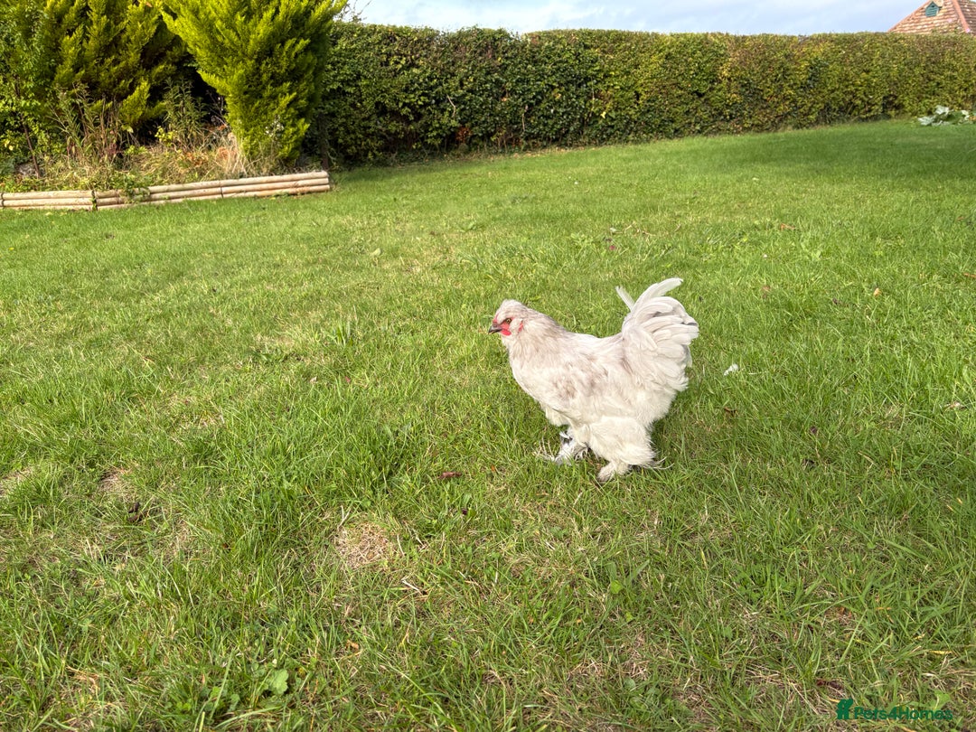 Chickens poultry for sale: Gorgeous Lavender Bantam Cockerel - Image 6