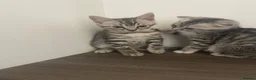 Mixed Breed cats for sale: Silver Bengal x Scottish fold Rare kittens  - Advert 5