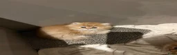 Persian cats for sale: Gccf registered Persians  - Advert 4