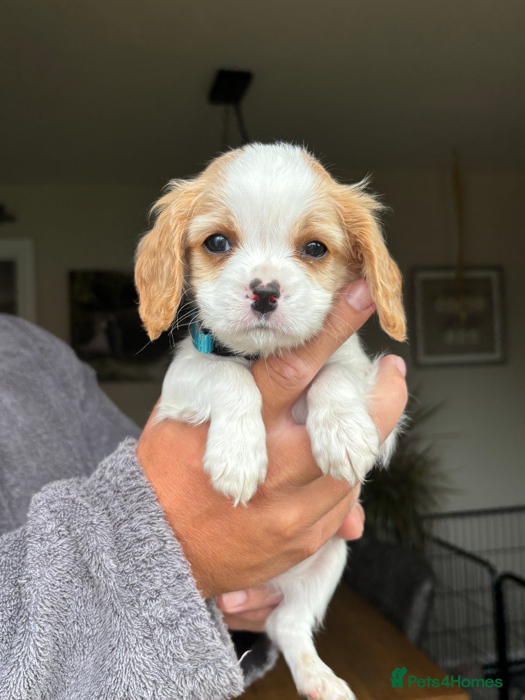 Cavachon dogs for sale: Cavalier King Charles X Cavachon - Image 4