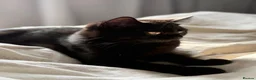 Scottish Fold cats for sale: 🖤Black Scottish Straight Girl🖤 - Advert 4