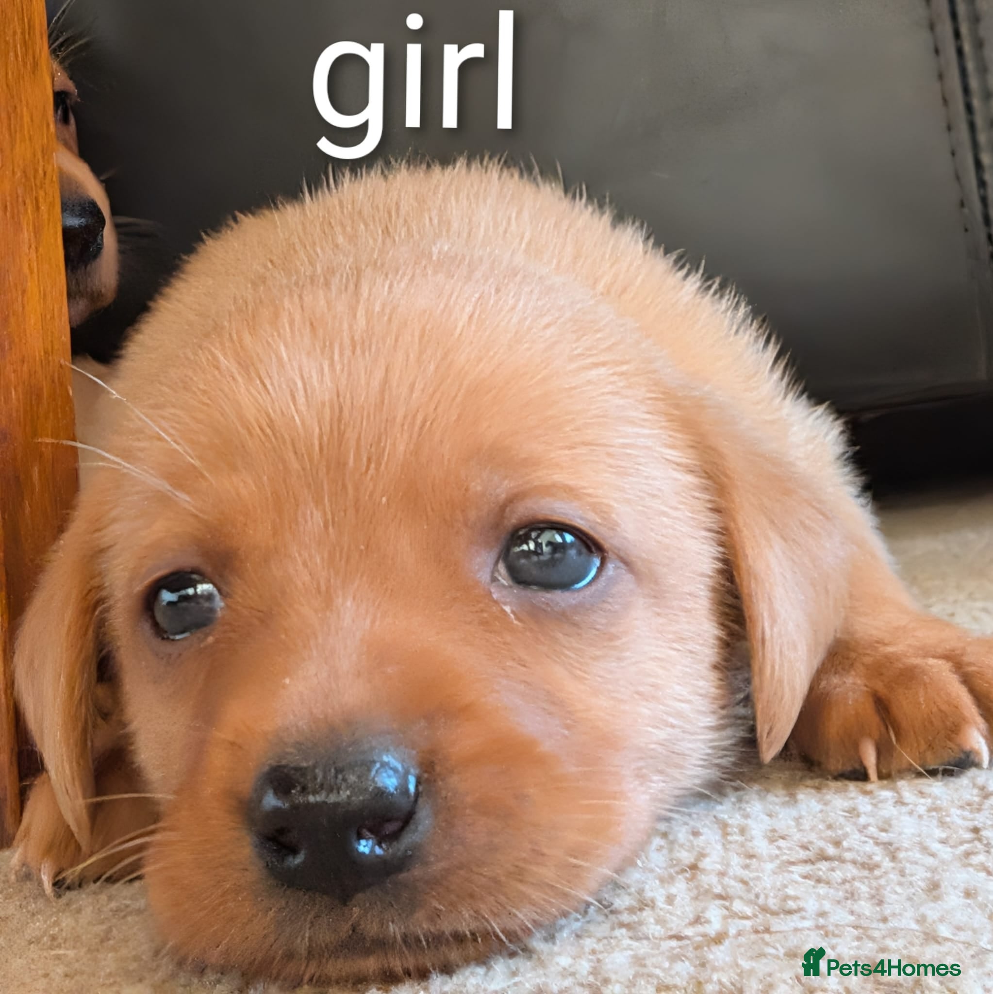 Labrador Retriever dogs Kc registered labrador puppies - Advert 2