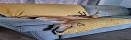 Lurcher dogs for sale: Beautiful 5 year old lurcher boy in Leicester - Advert 6