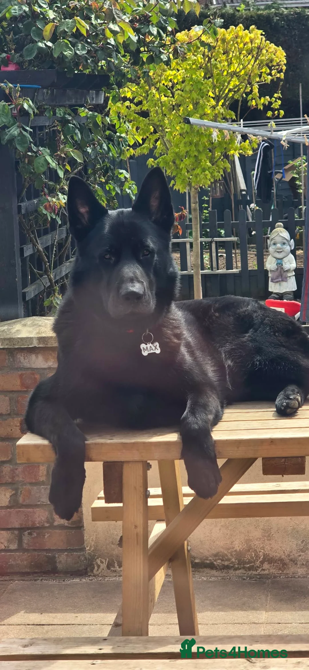 German Shepherd dogs for sale: WORKING LINE GSD PUPPIES  in Hereford - Advert 2