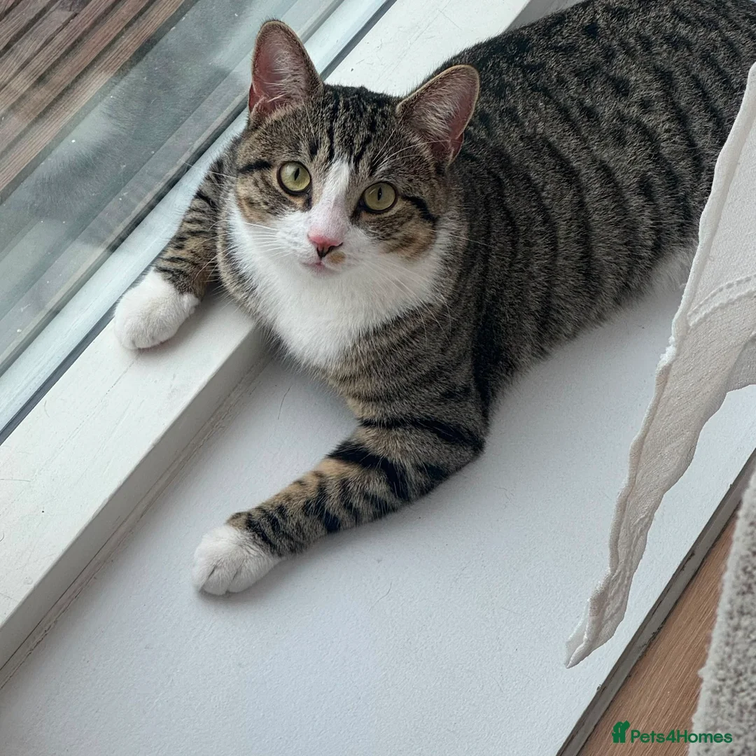 Domestic Shorthair cats for sale: Cat for adoption  - Advert 4