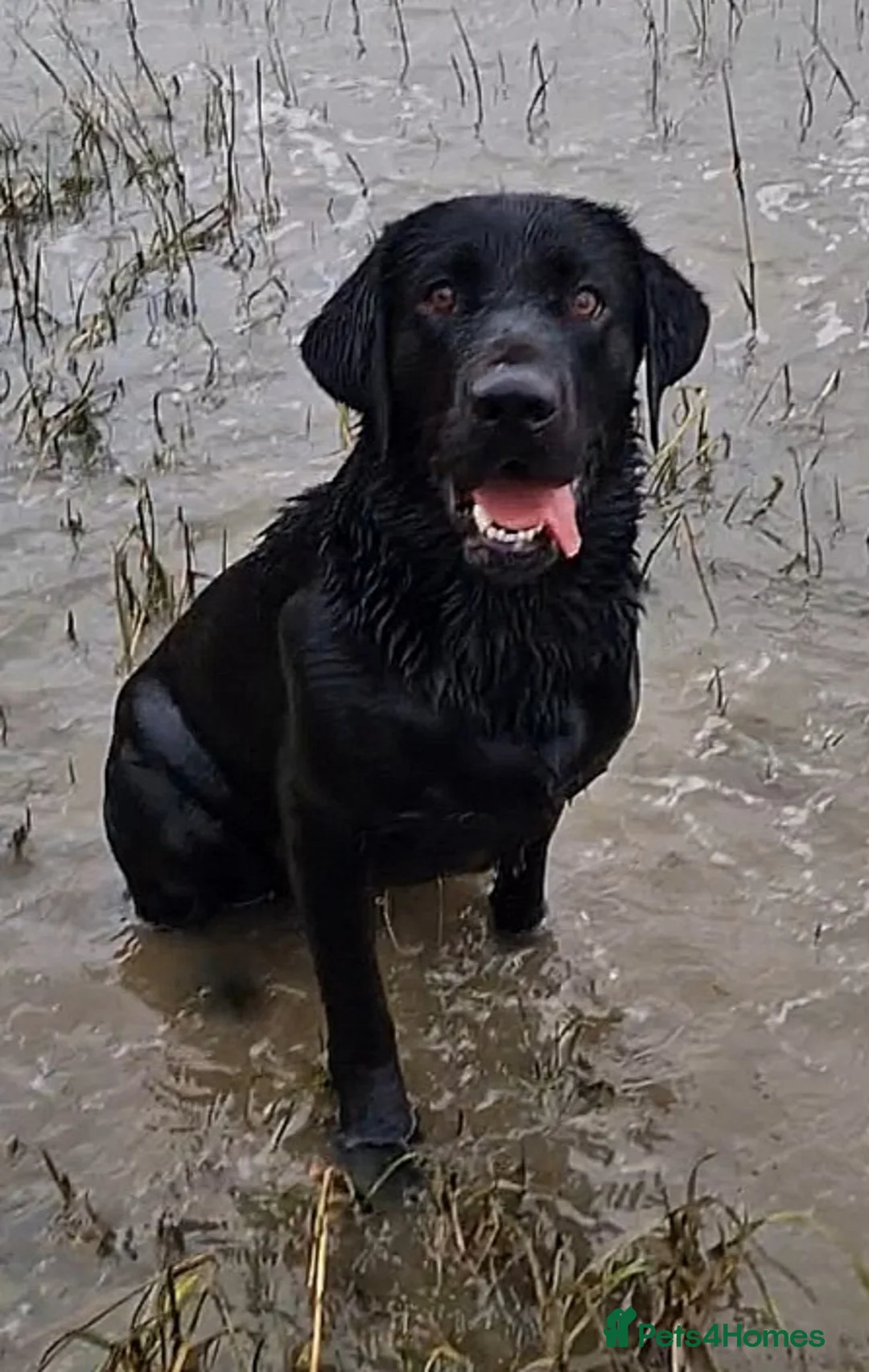 Labrador Retriever dogs for stud: Kc registered proven black lab for stud in Chichester - Advert 9