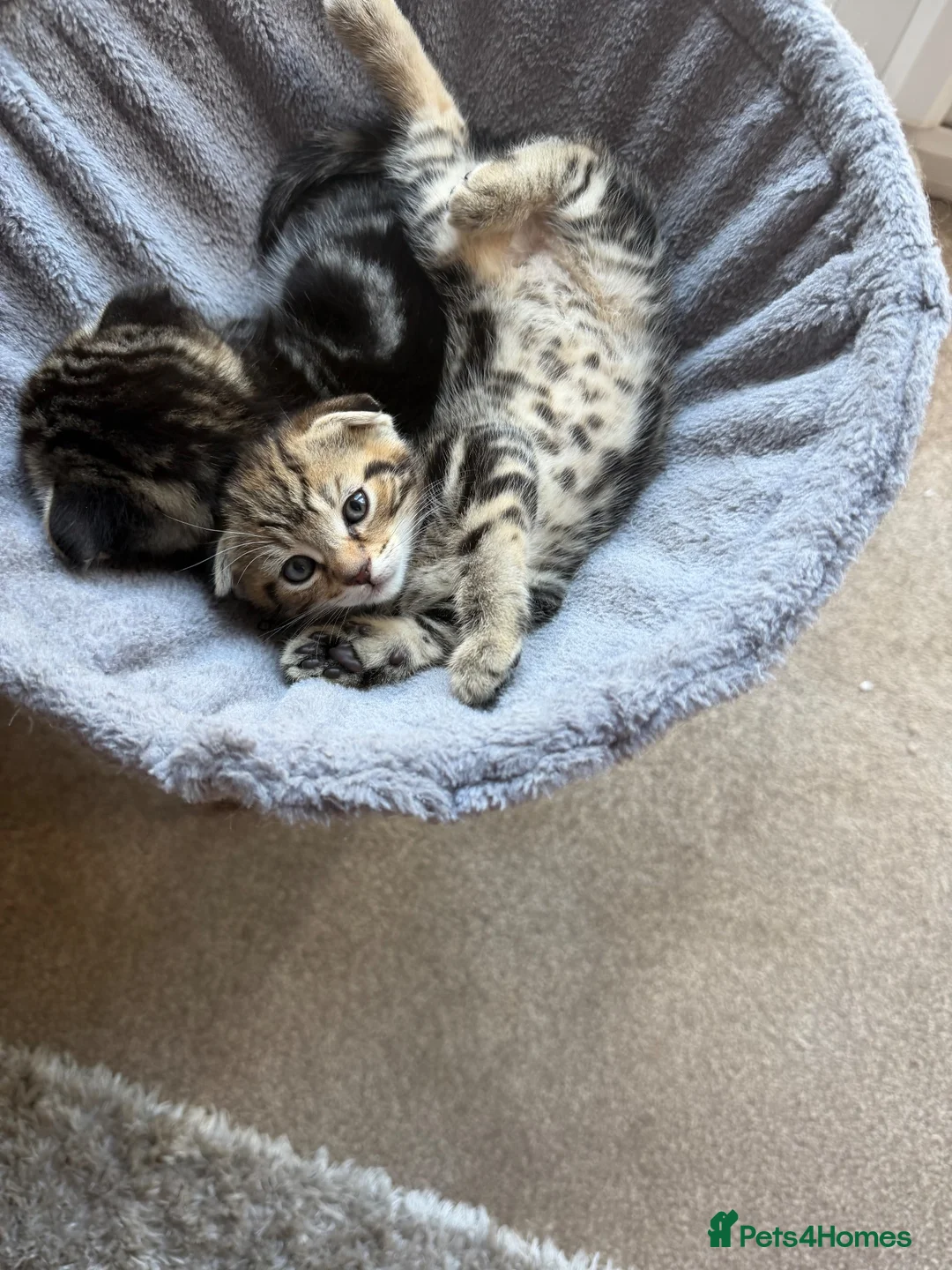 Scottish Fold cats for sale: Scotish fold  - Advert 2