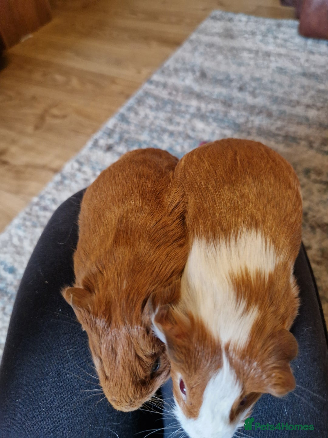 Guinea Pig rodents for sale: Two bond brothers ready on 11th feb 26 - Advert 3