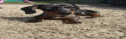 Miniature Dachshund dogs for sale: Stunning dapple girl - Advert 1