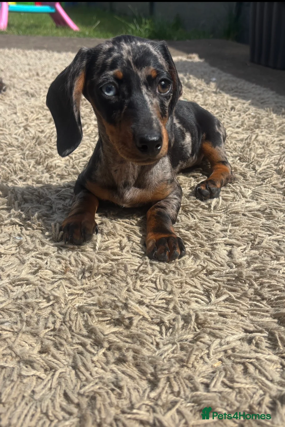 Miniature Dachshund dogs for sale: Stunning dapple girl - Advert 1