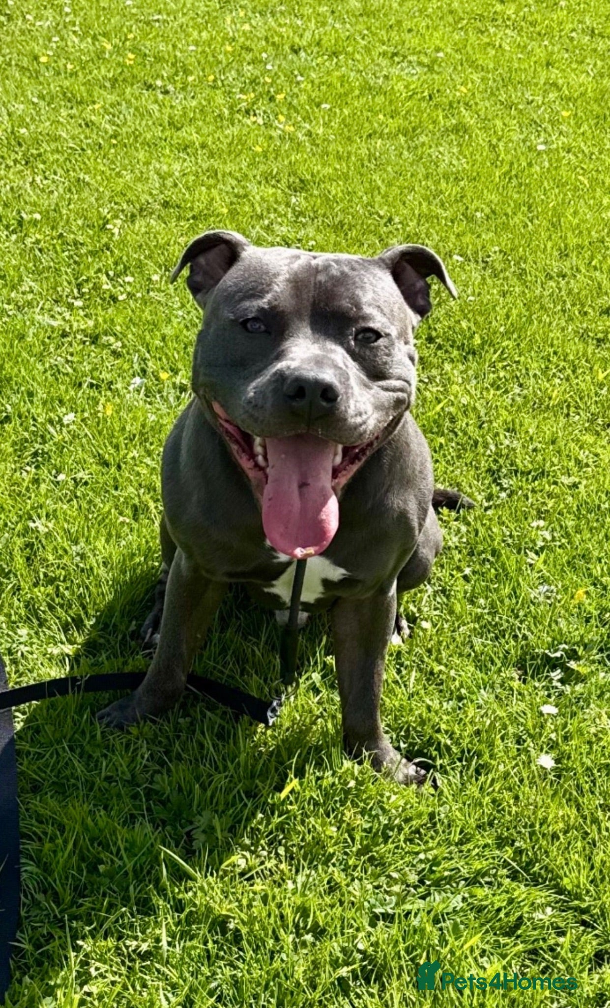 Staffordshire Bull Terrier dogs Blue Staffordshire Bull Terrier Champ - Advert 9