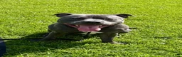Staffordshire Bull Terrier dogs for stud: Blue Staffordshire Bull Terrier Champ - Advert 1